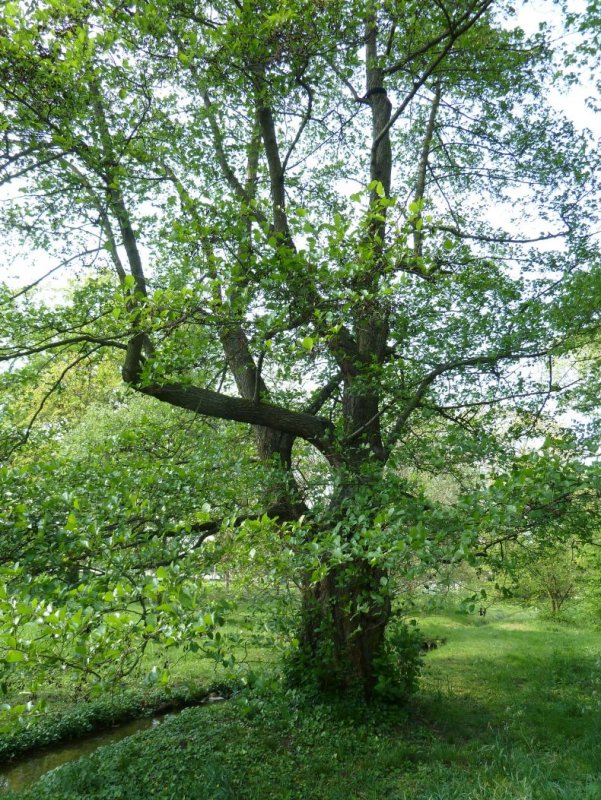 Ольха черная (Alnus glutinosa)