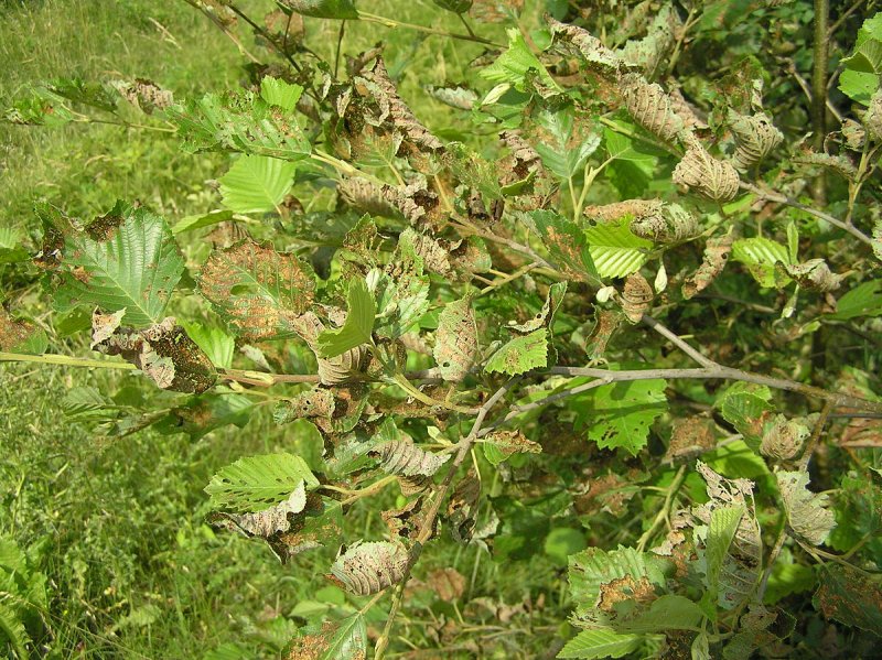 Ольха японская (Alnus japonica)