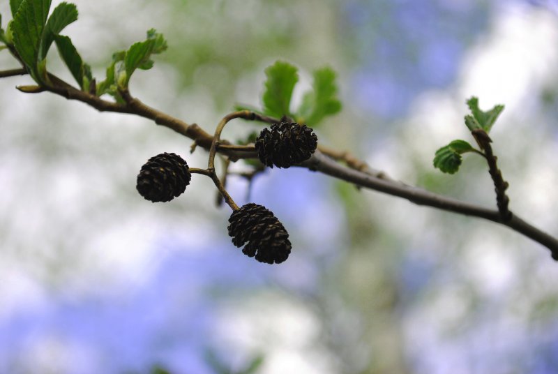 Ольховник зеленый (d. alnobetula (Ehrh.) Pouzar)
