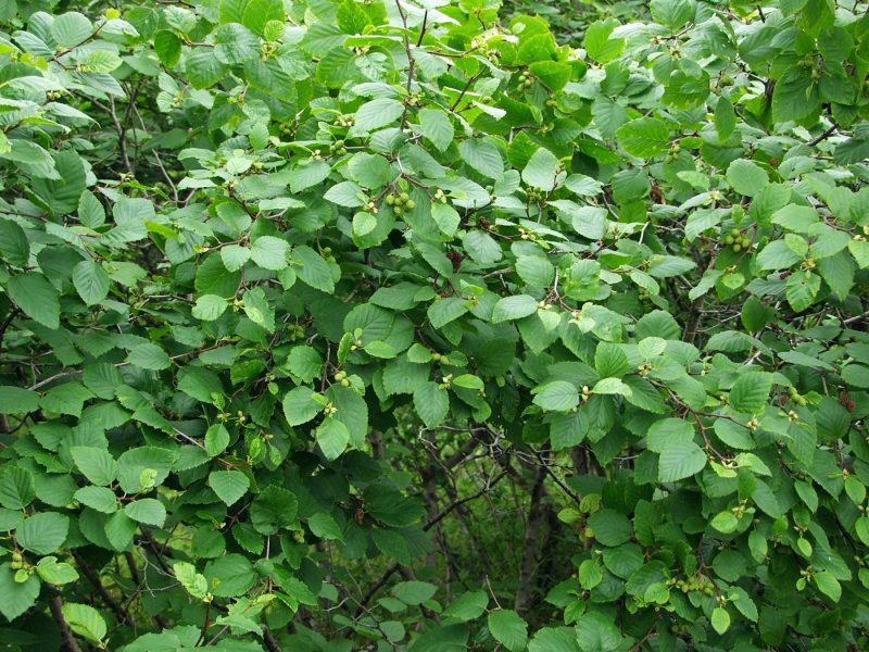 Duschekia fruticosa
