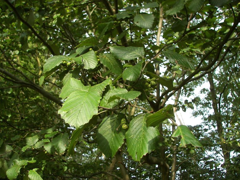 Ольха серая Alnus incana
