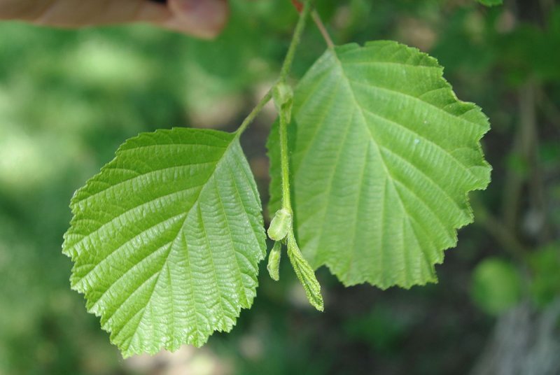Ольха пушистая (Alnus hirsuta)