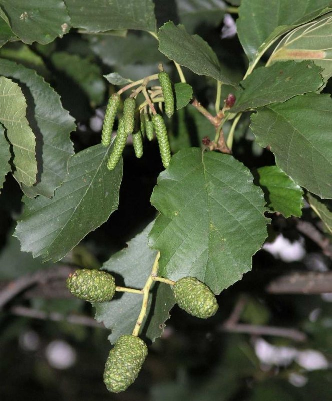 Ольха Alnus glutinosa