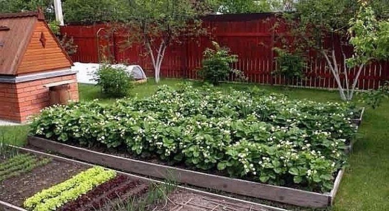Грядки с Викторией на участке