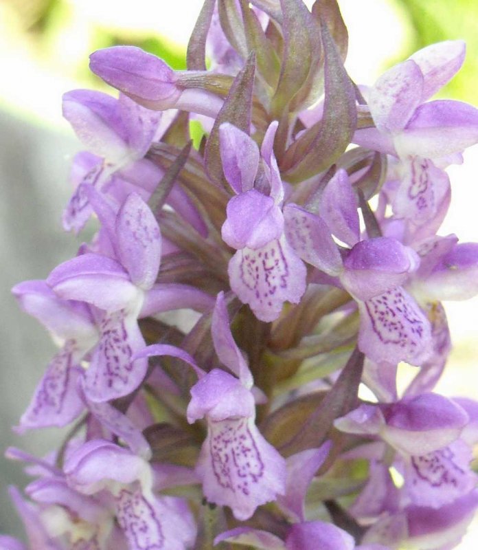 Dactylorhiza Sambucina