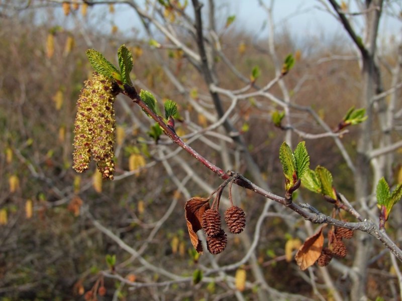 Duschekia fruticosa