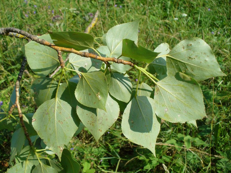 Populus sibirica