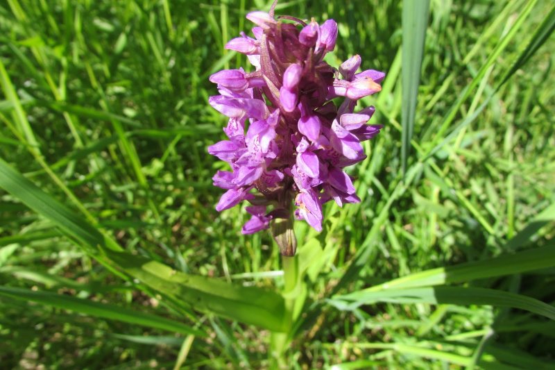 Dactylorhiza Sambucina