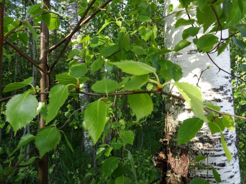 Тополь Максимовича (Populus maximowiczii)