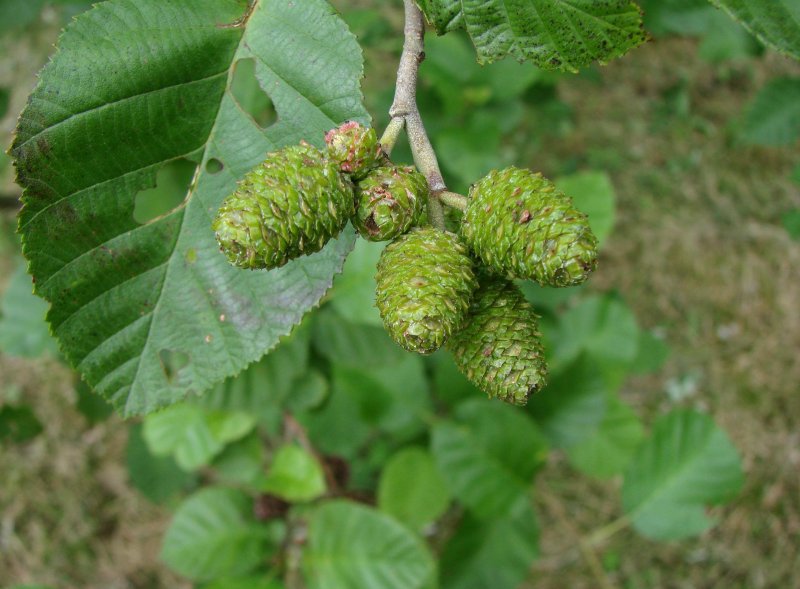 Ольха серая - Alnus incana (l