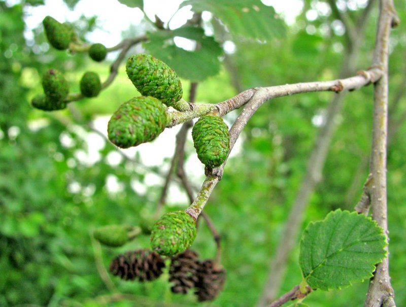 Ольха черная (Alnus glutinosa)