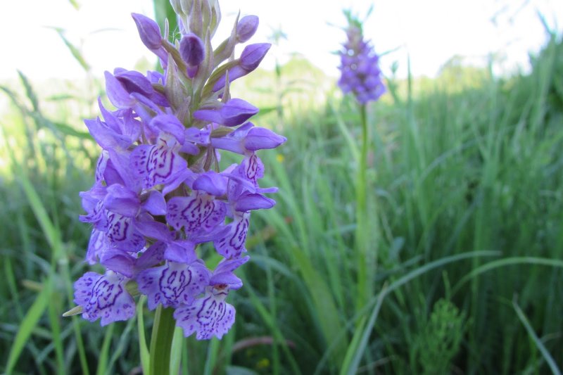 Пальчатокоренник мясокрасный Dactylorhiza incarnata