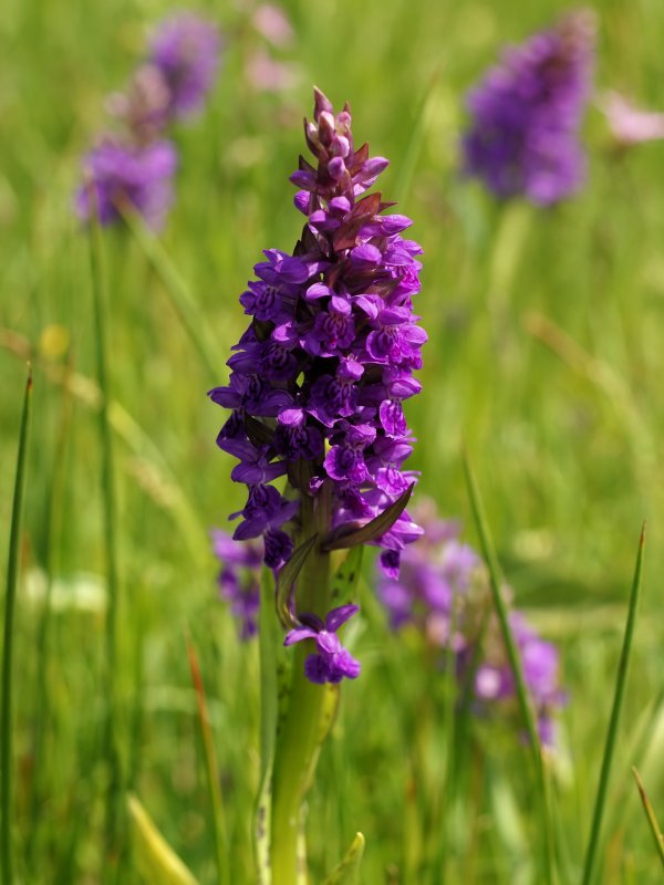 Пальчатокоренник Майский (Dactylorhiza Majalis)