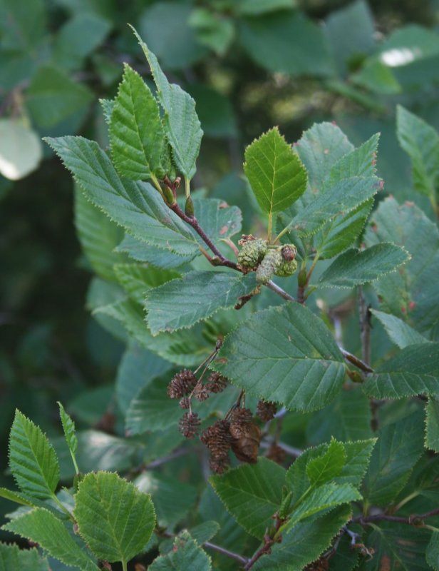 Ольха японская (Alnus japonica)