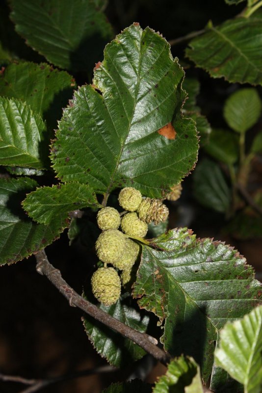 Alnus alnobetula Leaf
