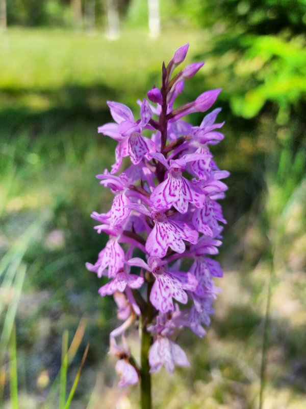 Пальчатокоренник Майский (Dactylorhiza Majalis)