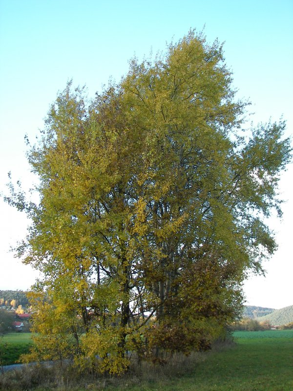 Тополь дрожащий (осина) – Populus tremula