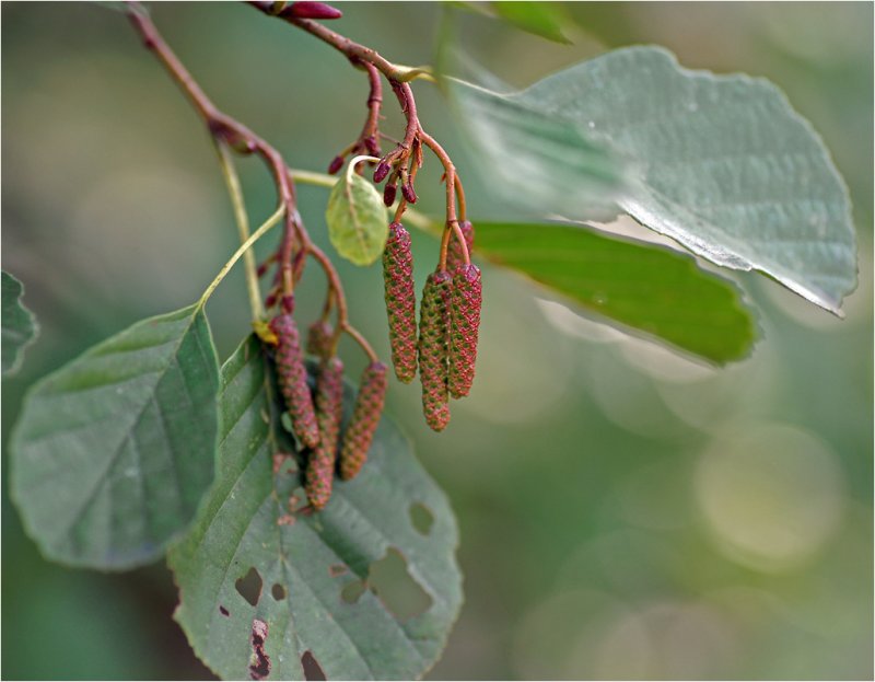 Ольха черная (Alnus glutinosa)