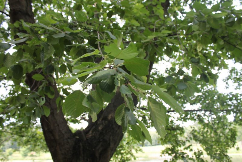 Ясень маньчжурский Fraxinus mandshurica