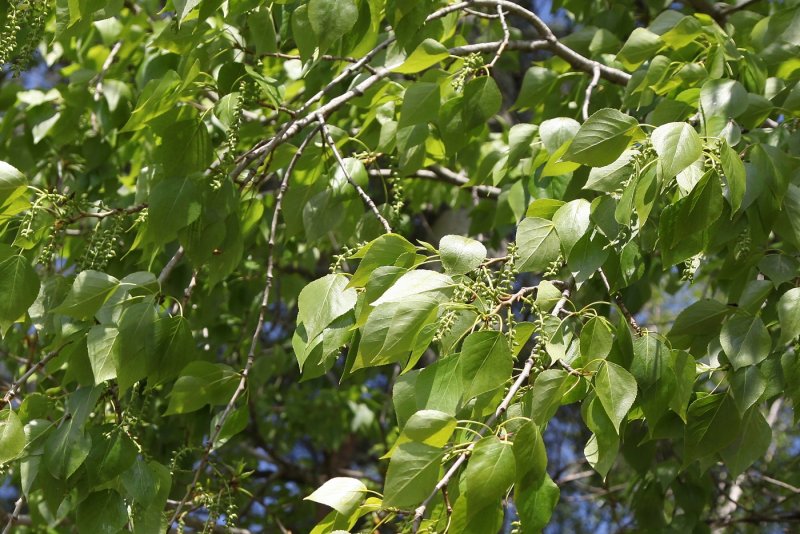 Тополь крупнозубчатый (Populus grandidentata)