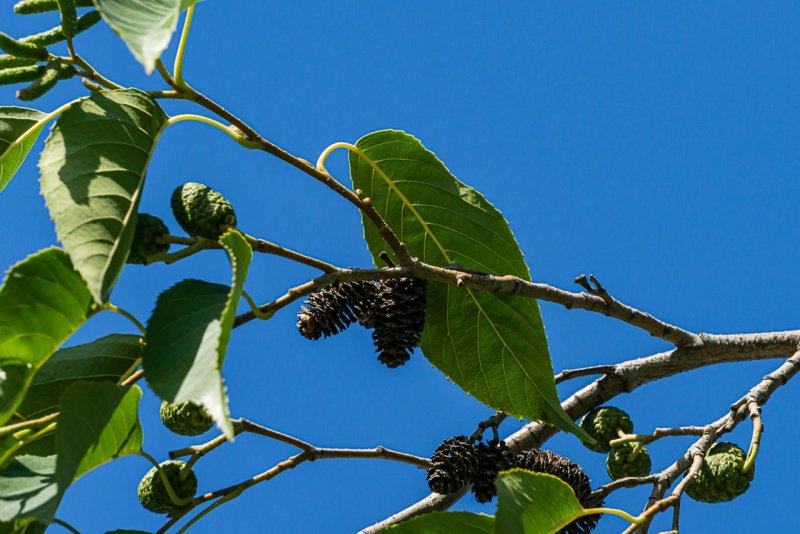 Alnus incana (ольха серая) 'pendula'