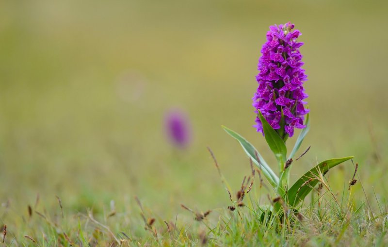 Пальчатокоренник Майский (Dactylorhiza Majalis)