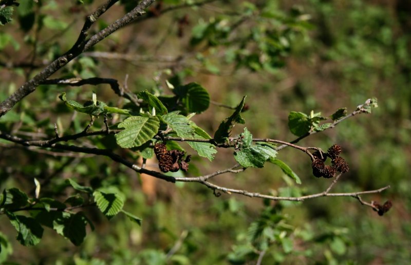 Alnus incana 'monstrosa'