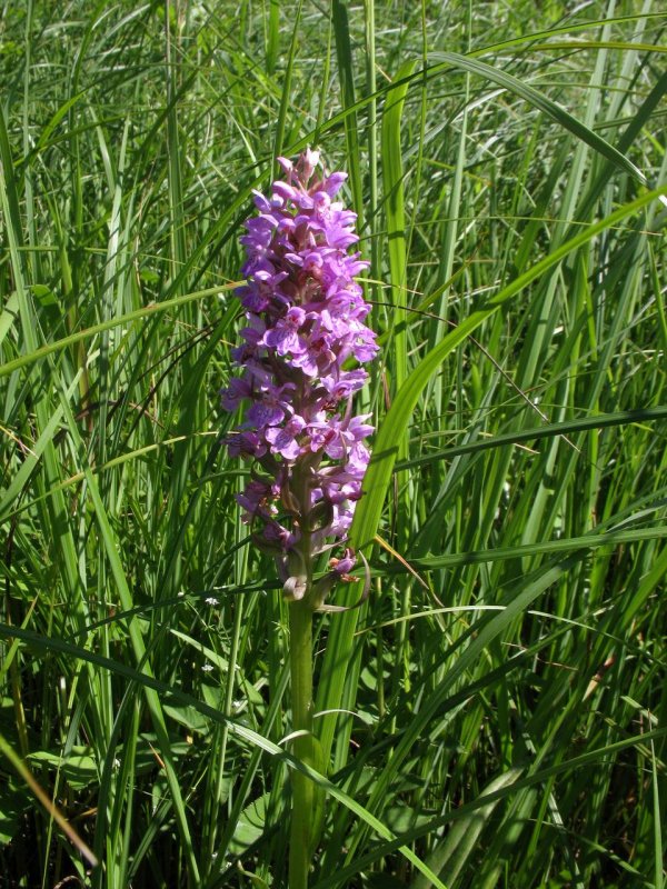 Dactylorhiza Majalis praetermissa