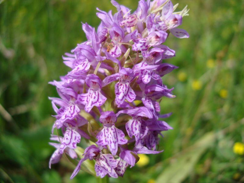 Dactylorhiza incarnata l.