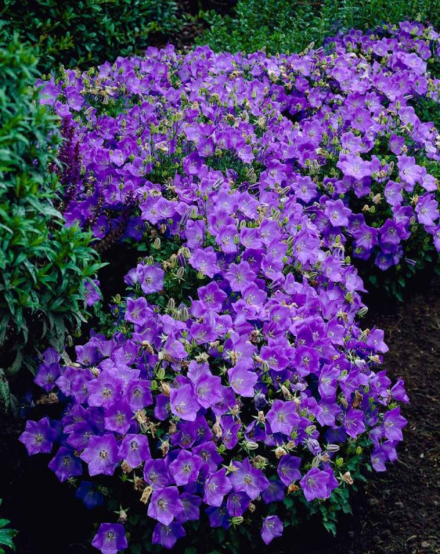 Колокольчик Карпатский (Campanula Carpatica)
