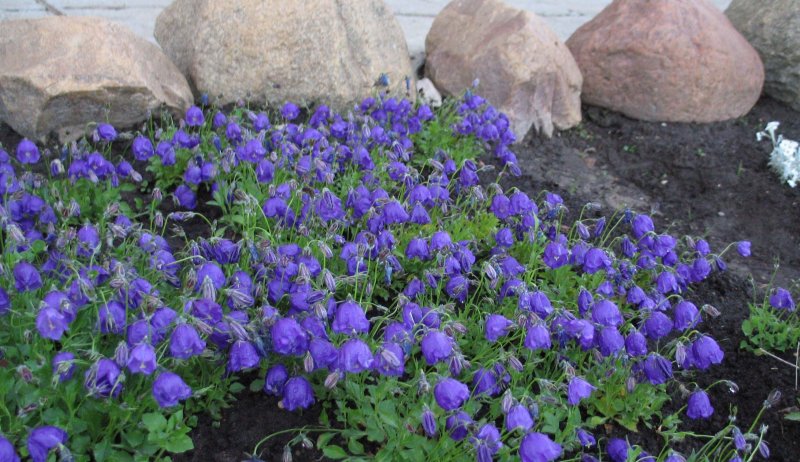 Колокольчик Карпатский Campanula Carpatica Jacq