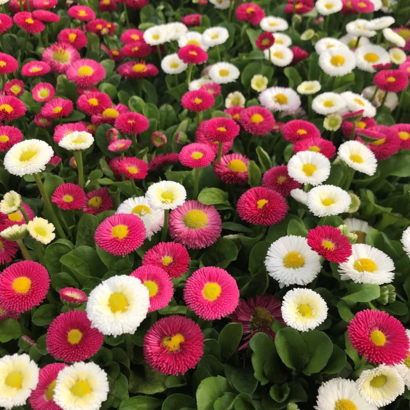 Маргаритка многолетняя Bellis perennis