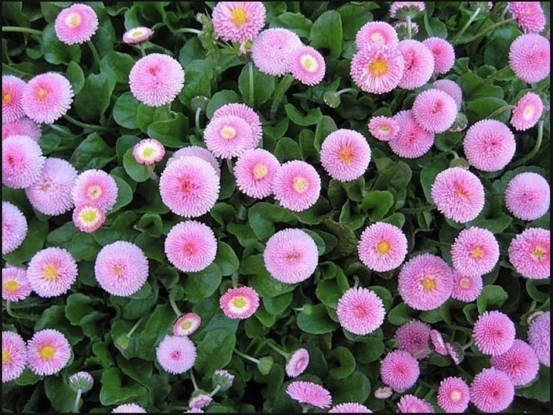 Маргаритка Tasso Pink