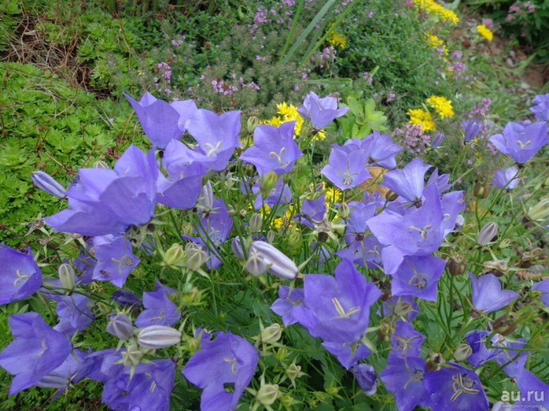 Колокольчик персиколистный Campanula persicifolia