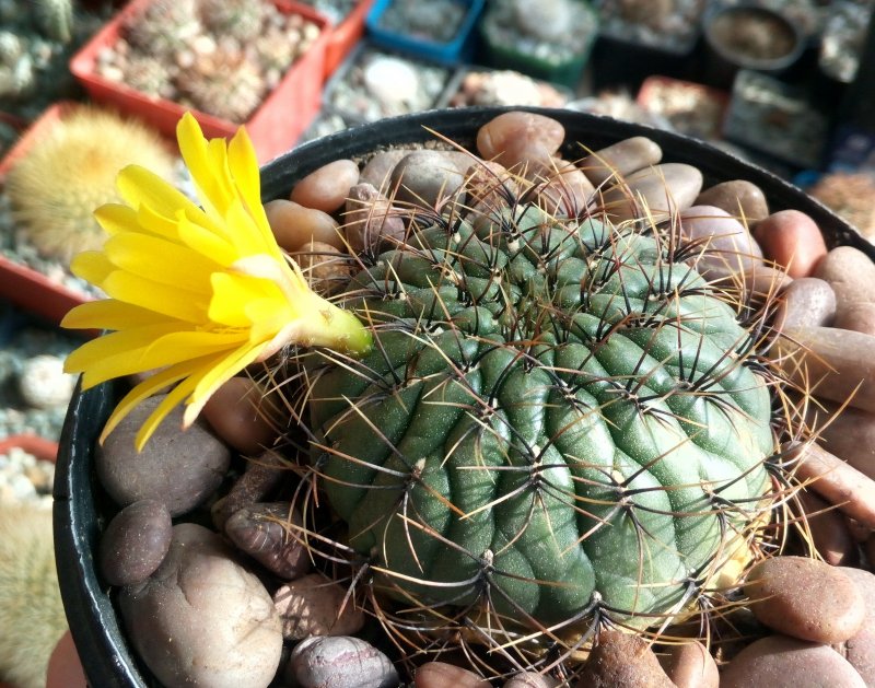 Matucana Ritteri