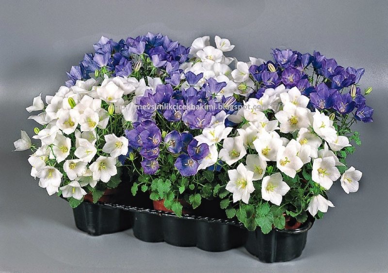 Campanula cochleariifolia