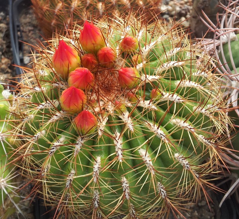 Oroya borchersii