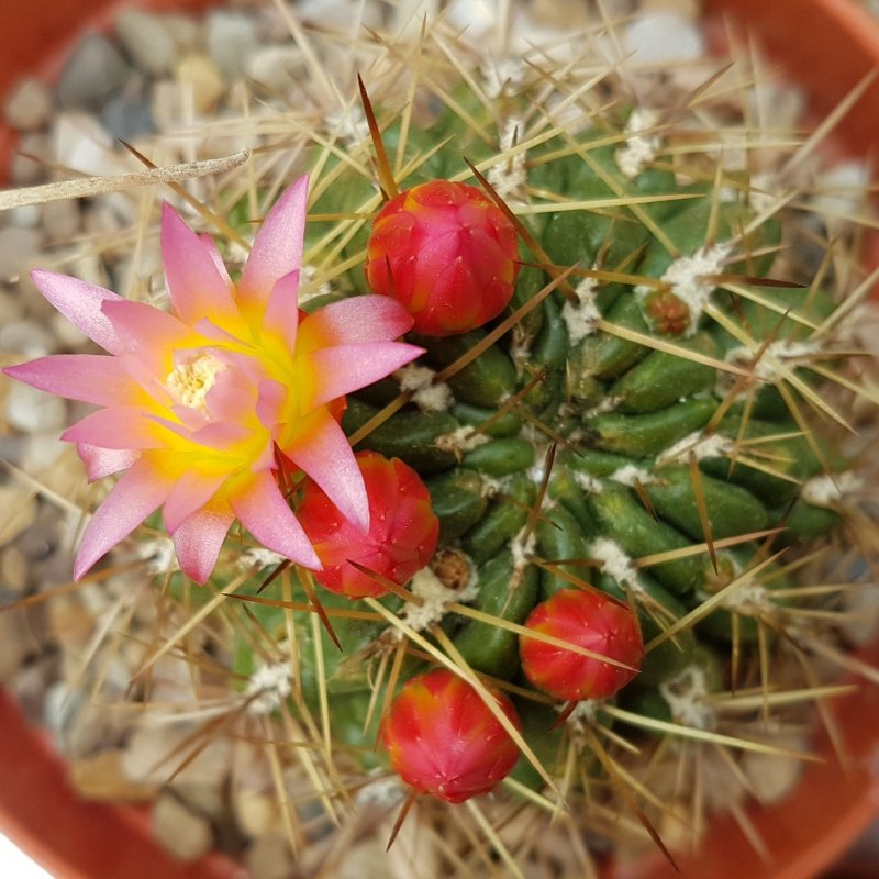 Oroya borchersii