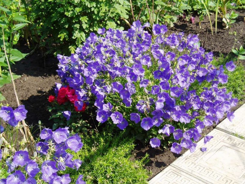 Колокольчик Campanula Carp. Blaue
