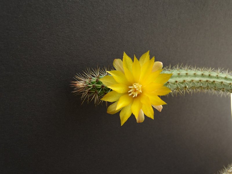 Corryocactus brevistylus