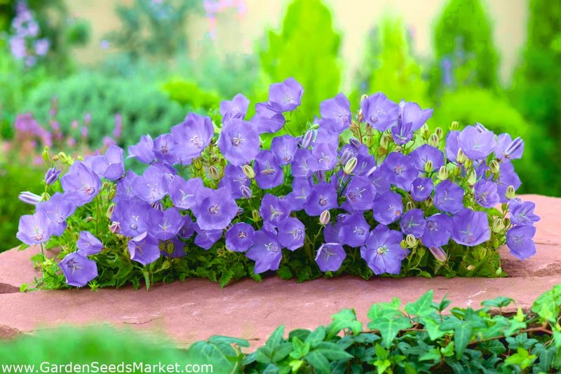 Колокольчик Карпатский (Campanula Carpatica)