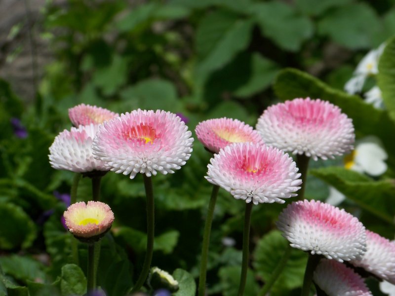 Маргаритка Tasso Pink