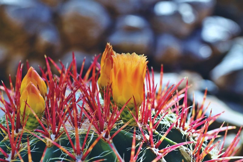 Matucana myriacantha