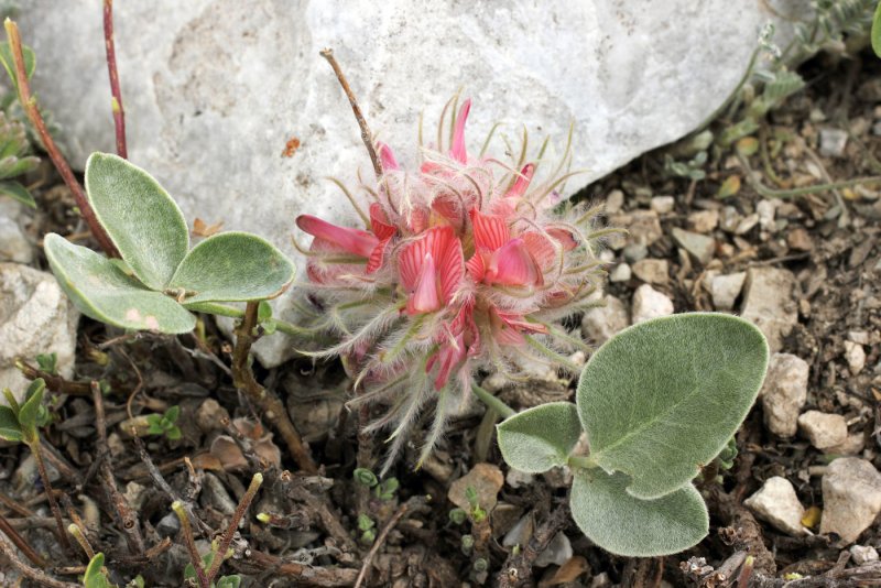 Thelocactus hastifer