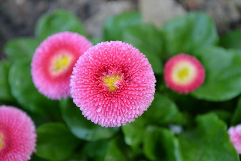 Маргаритка Bellis perennis