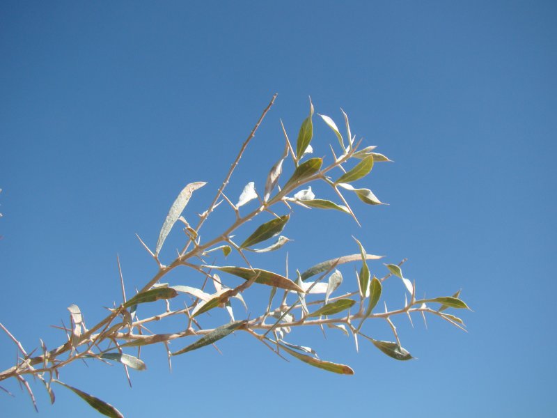Ammodendron conollyi