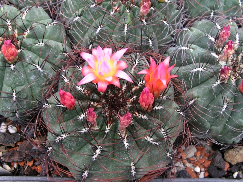 Oroya borchersii