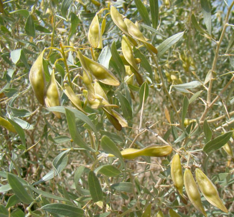 Ammodendron conollyi