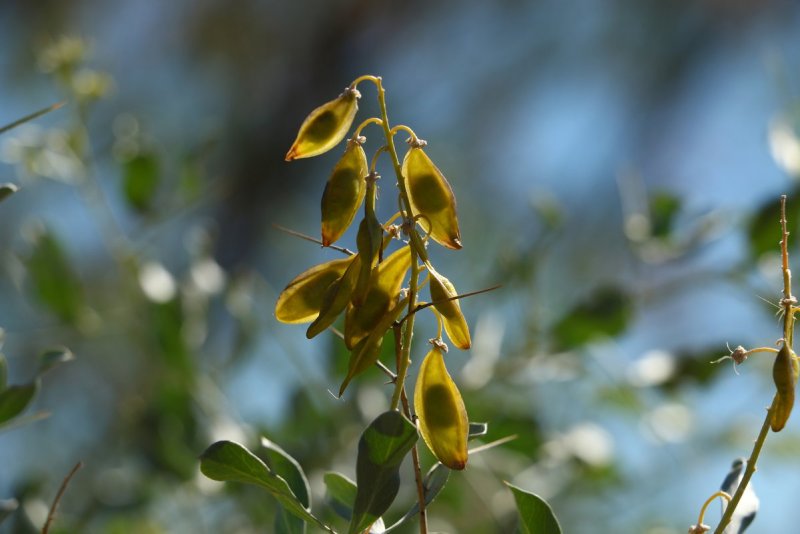 Ammodendron conollyi