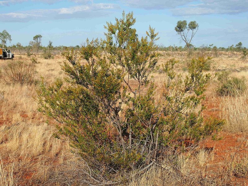 Acacia spirocarpa